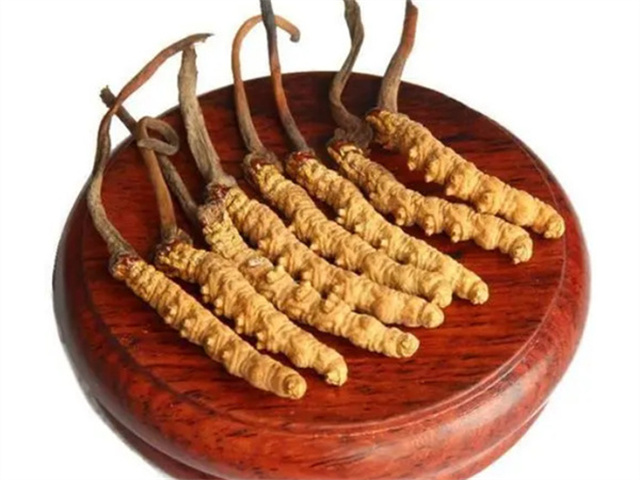 老人能吃冬蟲夏草嗎？老年人食用冬蟲夏草的4個好處