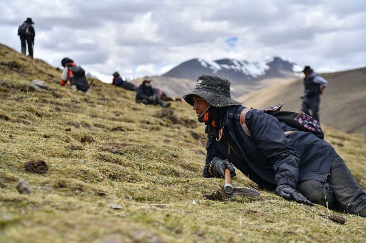 2.99萬(wàn)公斤！那曲市冬蟲夏草產(chǎn)量創(chuàng)新高