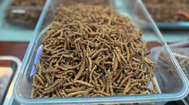 冬蟲夏草批發(fā)采購_蟲草產地直供_蟲草價格_蟲草批發(fā)網 - 西藏那曲蟲草網