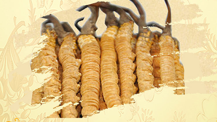 那曲蟲草買回家如何保存？這些小技巧要知道！