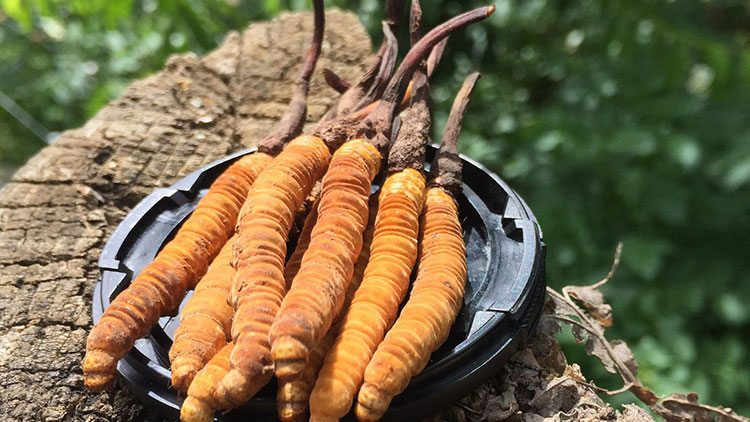 如何辨別優(yōu)質(zhì)那曲蟲草？掌握這幾招，輕松避開陷阱！