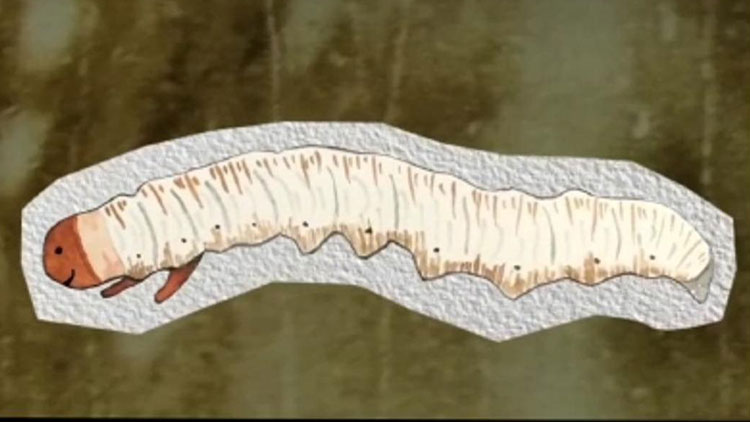 那曲蟲草哪些人最適合吃？