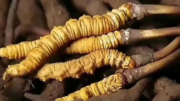  那曲蟲(chóng)草市場(chǎng)亂象揭秘：如何避免買到假貨？