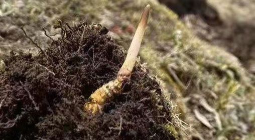 <a href=http://www.ysdxl.com/xinxian/ target=_blank class=infotextkey>鮮冬蟲夏草</a>的多樣食用方法