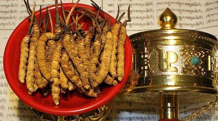 <a href=http://www.ysdxl.com/ target=_blank class=infotextkey>那曲<a href=http://www.ysdxl.com/ target=_blank class=infotextkey>冬蟲夏草</a></a>的有哪些藥用價值