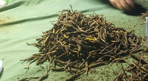 <a href=http://www.ysdxl.com/xinxian/ target=_blank class=infotextkey>鮮冬蟲夏草</a>的正確食用方法指南