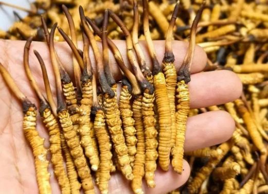 <a href=http://www.ysdxl.com/sdph/zcw/ target=_blank class=infotextkey>珍草王冬蟲夏草</a>是真的嗎？