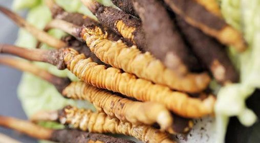 <a href=http://www.ysdxl.com/xinxian/ target=_blank class=infotextkey>鮮冬蟲夏草</a>功效與食用方法詳解