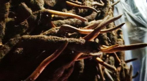 <a href=http://www.ysdxl.com/xinxian/ target=_blank class=infotextkey>新<a href=http://www.ysdxl.com/xinxian/ target=_blank class=infotextkey>鮮冬蟲夏草</a></a>的多種食用方法