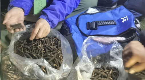 新鮮那曲蟲草多少錢一根？揭秘冬蟲夏草的價(jià)格密碼