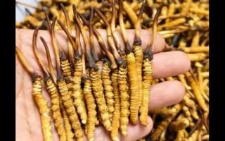 珍草王冬蟲(chóng)夏草是真的嗎？揭秘珍稀藥材的真相