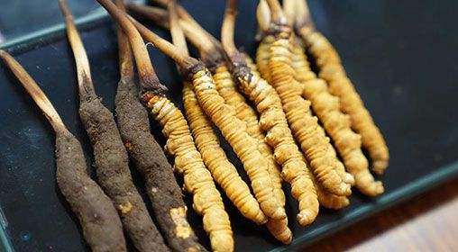 新鮮<a href=http://www.ysdxl.com/jiage/ target=_blank class=infotextkey>冬蟲夏草價(jià)格</a>查詢