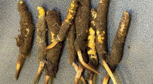 新鮮冬蟲(chóng)夏草可以和枸杞一起吃嗎