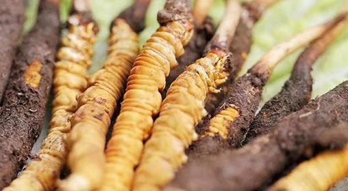 <a href=http://www.ysdxl.com/xinxian/ target=_blank class=infotextkey>新<a href=http://www.ysdxl.com/xinxian/ target=_blank class=infotextkey>鮮冬蟲夏草</a></a>怎么洗 