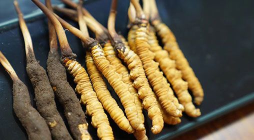 新鮮冬蟲(chóng)夏草禮盒:尊貴與健康的完美融合