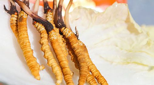 <a href=http://www.ysdxl.com/xinxian/ target=_blank class=infotextkey>新<a href=http://www.ysdxl.com/xinxian/ target=_blank class=infotextkey>鮮冬蟲夏草</a></a>燉燕窩