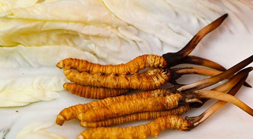 那曲雪域<a href=http://www.ysdxl.com/xinxian/ target=_blank class=infotextkey>新<a href=http://www.ysdxl.com/xinxian/ target=_blank class=infotextkey>鮮冬蟲夏草</a></a>