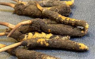 新鮮冬蟲夏草壞了：原因、識(shí)別與應(yīng)對(duì)策略