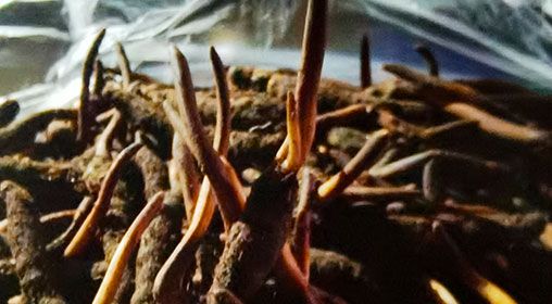 <a href=http://www.ysdxl.com/xinxian/ target=_blank class=infotextkey>新<a href=http://www.ysdxl.com/xinxian/ target=_blank class=infotextkey>鮮冬蟲(chóng)夏草</a></a>排骨湯