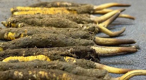 新鮮的冬蟲夏草好不好