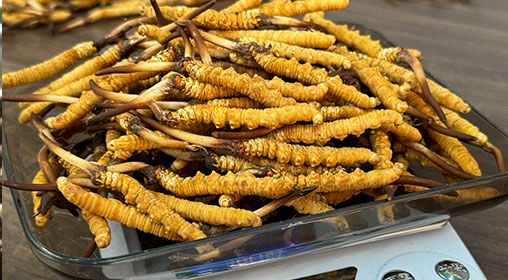 <a href=http://www.ysdxl.com/s/brxcc target=_blank class=infotextkey>比如縣冬蟲夏草</a>新鮮度