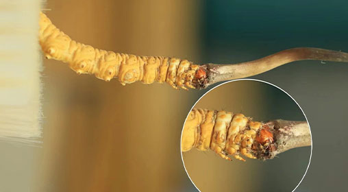 冬蟲夏草新鮮好嗎？解密新鮮蟲草的獨(dú)特價(jià)值