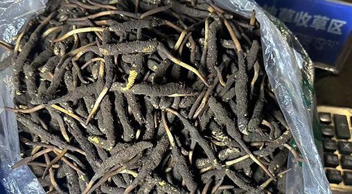 <a href=http://www.ysdxl.com/xinxian/ target=_blank class=infotextkey>新<a href=http://www.ysdxl.com/xinxian/ target=_blank class=infotextkey>鮮冬蟲夏草</a></a>出售