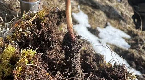 <a href=http://www.ysdxl.com/xinxian/ target=_blank class=infotextkey>新<a href=http://www.ysdxl.com/xinxian/ target=_blank class=infotextkey>鮮冬蟲夏草</a></a>存放