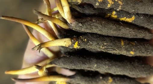 <a href=http://www.ysdxl.com/xinxian/ target=_blank class=infotextkey>新<a href=http://www.ysdxl.com/xinxian/ target=_blank class=infotextkey>鮮冬蟲夏草</a></a>晾曬