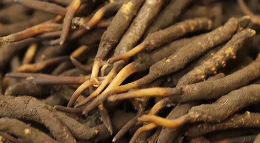 <a href=http://www.ysdxl.com/xinxian/ target=_blank class=infotextkey>新<a href=http://www.ysdxl.com/xinxian/ target=_blank class=infotextkey>鮮冬蟲(chóng)夏草</a></a>品質(zhì)