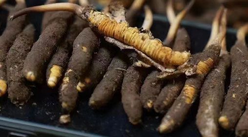 <a href=http://www.ysdxl.com/xinxian/ target=_blank class=infotextkey>新<a href=http://www.ysdxl.com/xinxian/ target=_blank class=infotextkey>鮮冬蟲夏草</a></a>發(fā)貨