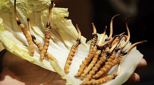 冷藏<a href=http://www.ysdxl.com/xinxian/ target=_blank class=infotextkey>新<a href=http://www.ysdxl.com/xinxian/ target=_blank class=infotextkey>鮮冬蟲夏草</a></a>   