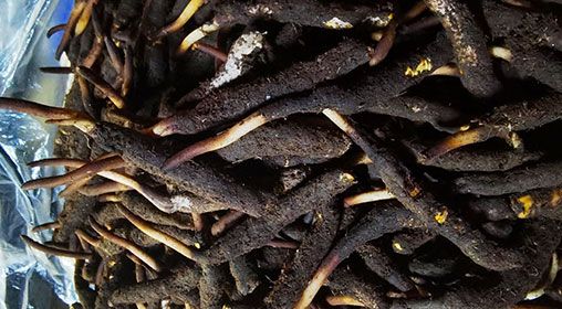 <a href=http://www.ysdxl.com/xinxian/ target=_blank class=infotextkey>新<a href=http://www.ysdxl.com/xinxian/ target=_blank class=infotextkey>鮮冬蟲(chóng)夏草</a></a>產(chǎn)地