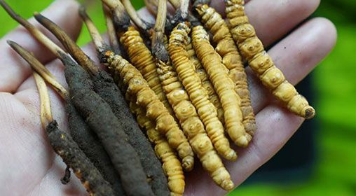 <a href=http://www.ysdxl.com/xinxian/ target=_blank class=infotextkey>新<a href=http://www.ysdxl.com/xinxian/ target=_blank class=infotextkey>鮮冬蟲夏草</a></a>服用