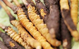 如何鑒別真假蟲草？教你幾招！