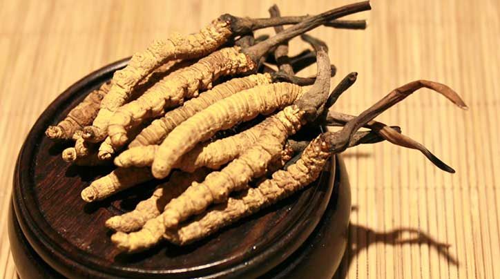 冬蟲夏草的價(jià)格一克：為何如此昂貴？