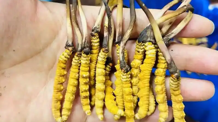 哪里有<a href=http://www.ysdxl.com/xinxian/ target=_blank class=infotextkey>新<a href=http://www.ysdxl.com/xinxian/ target=_blank class=infotextkey>鮮冬蟲夏草</a></a>買