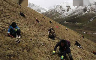野生冬蟲夏草一斤多少錢？