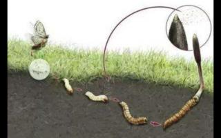 探秘冬蟲夏草的形成之旅