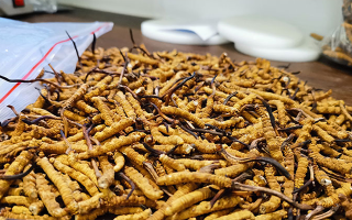 冬蟲夏草產(chǎn)地辨別指南