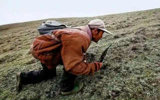 西藏冬蟲夏草最大產(chǎn)地：那曲，自然饋贈(zèng)的珍寶之地