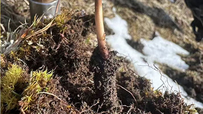 探秘純野生新鮮冬蟲夏草:大自然的珍稀饋贈