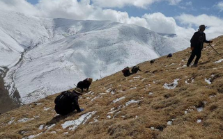 采挖新鮮冬蟲夏草合法嗎？