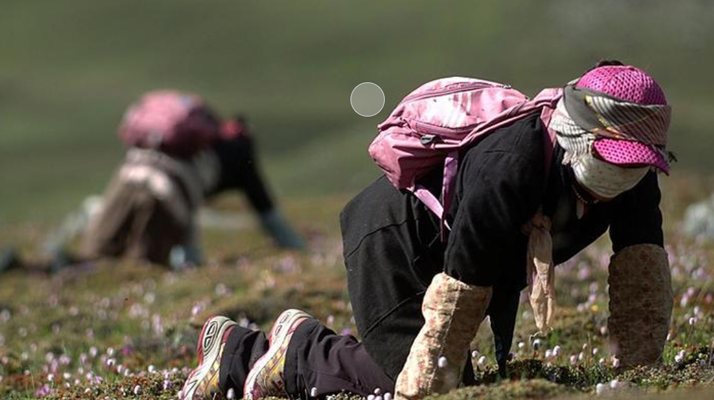 西藏<a href=http://www.ysdxl.com/xinxian/ target=_blank class=infotextkey>新<a href=http://www.ysdxl.com/xinxian/ target=_blank class=infotextkey>鮮冬蟲夏草</a></a>:雪域高原的神奇饋贈(zèng)