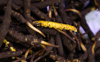 品鮮蟲草之妙，享滋補(bǔ)之道