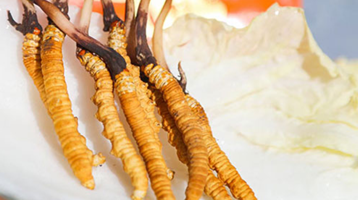 冬蟲夏草鮮草打包發(fā)貨全流程:從采摘到送達(dá)的保鮮之旅