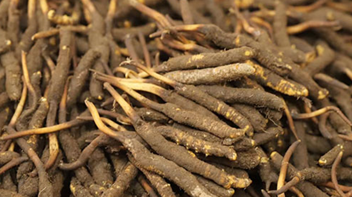 冬蟲夏草鮮草的優(yōu)勢:自然饋贈(zèng)的鮮活生命力