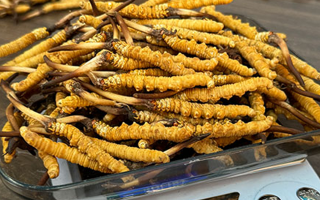 冬蟲(chóng)夏草鮮草的黃金食用期，你知道嗎？