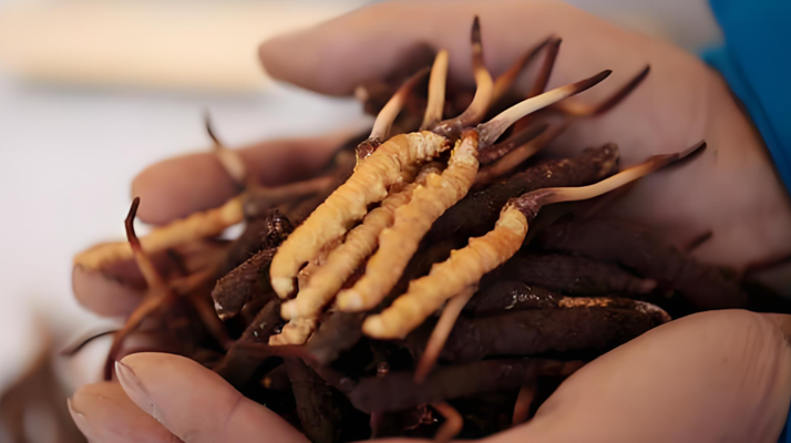 新鮮冬蟲(chóng)夏草能保存多久？科學(xué)保存指南來(lái)了