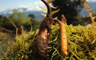 新鮮冬蟲夏草多少錢一斤？深度解析價格背后的奧秘